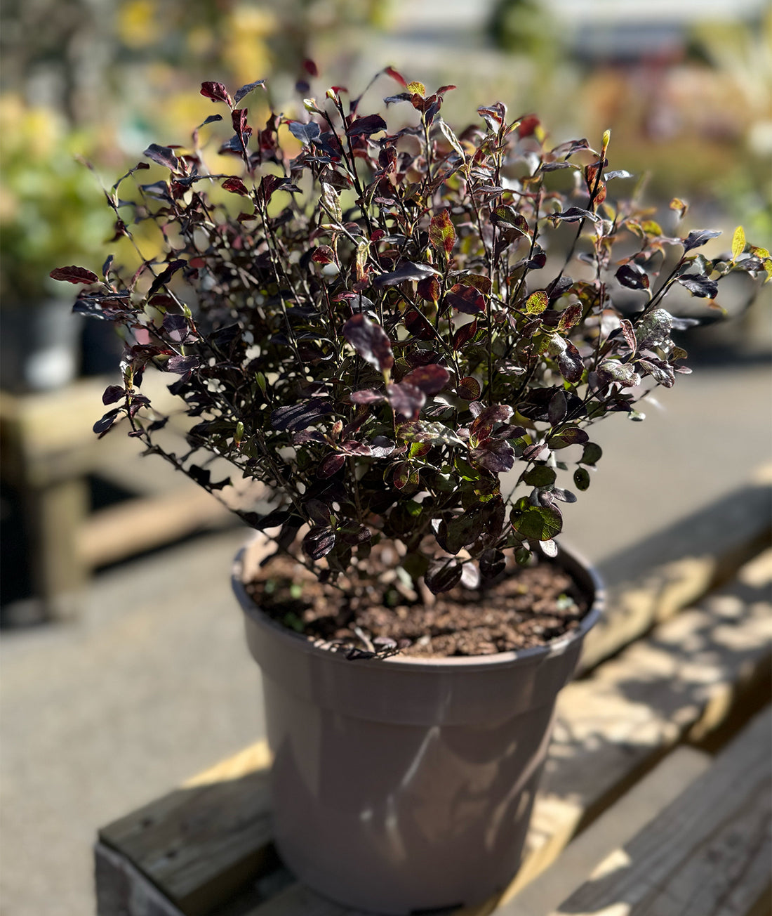 Pittosporum tenuifolium &