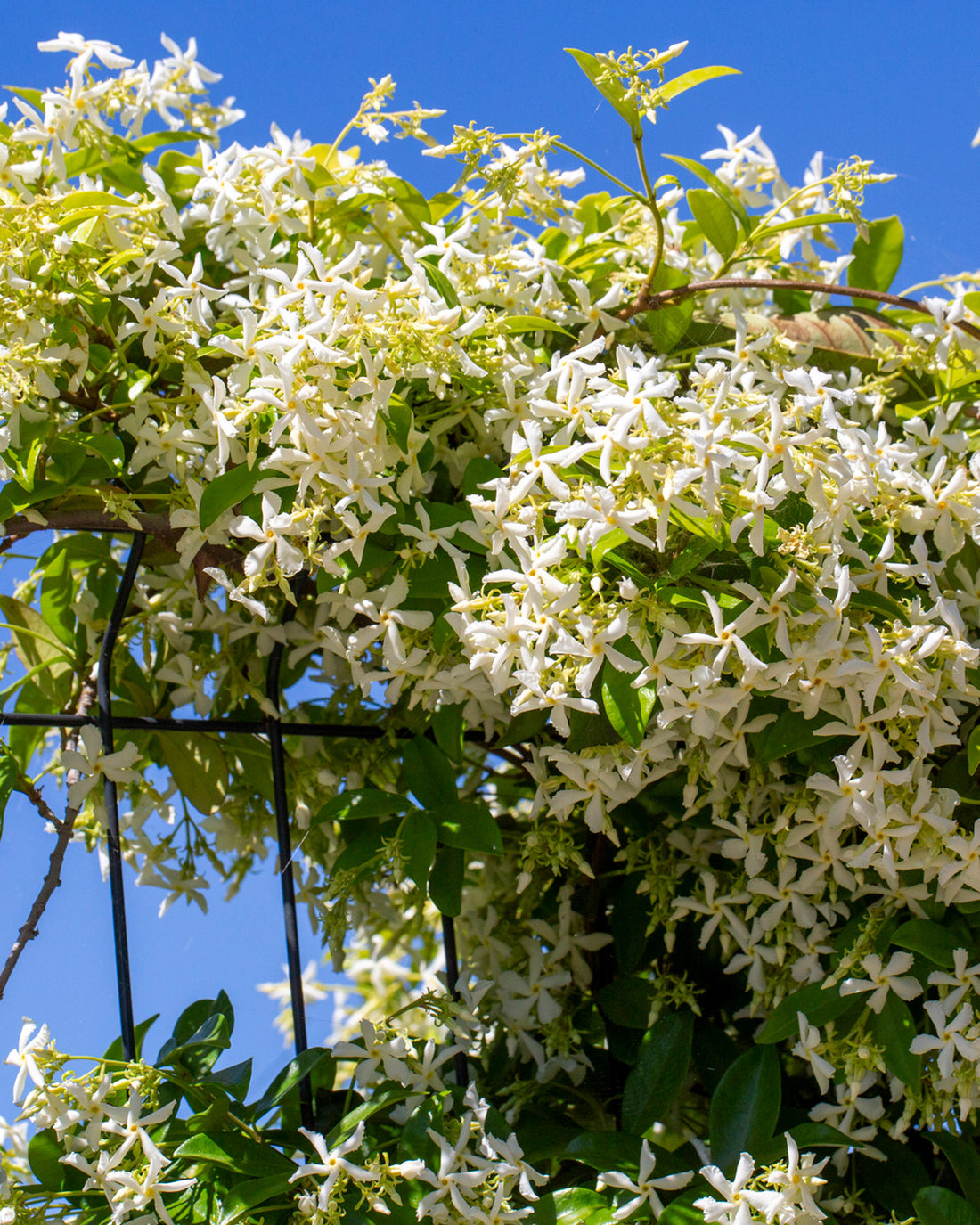 Trachelospermum jasminoides