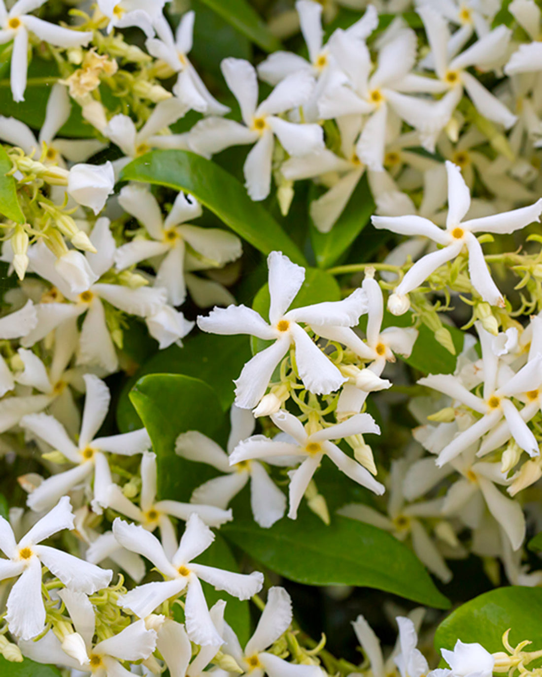 Trachelospermum jasminoides