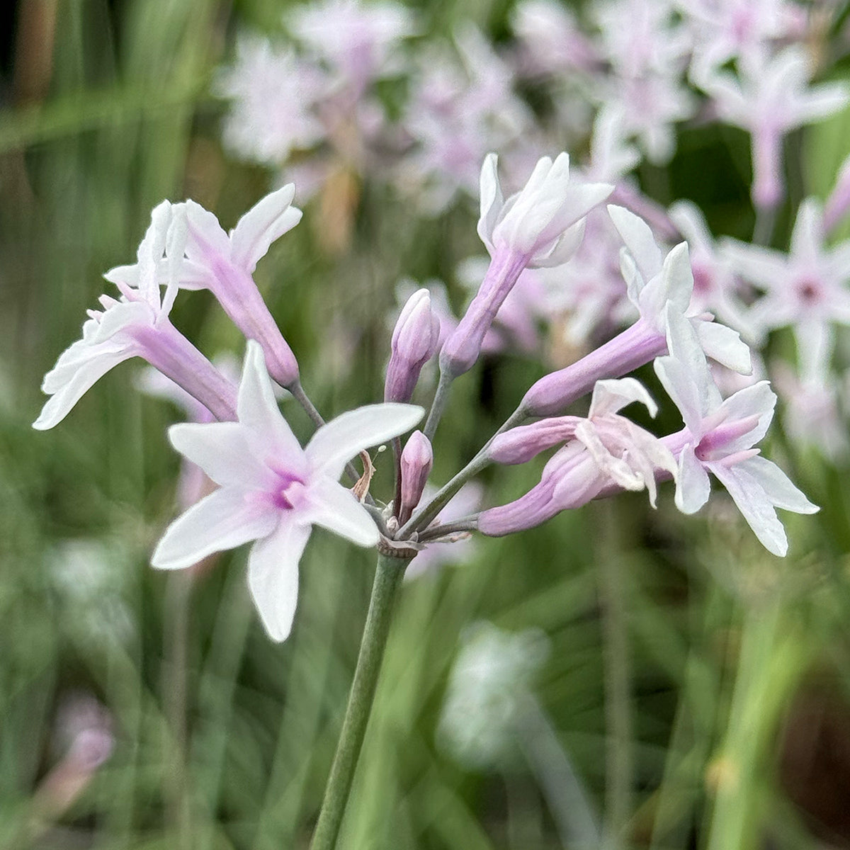 Tulbaghia violacea &