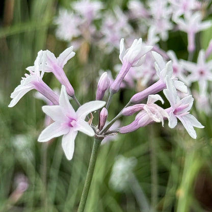 Tulbaghia violacea &