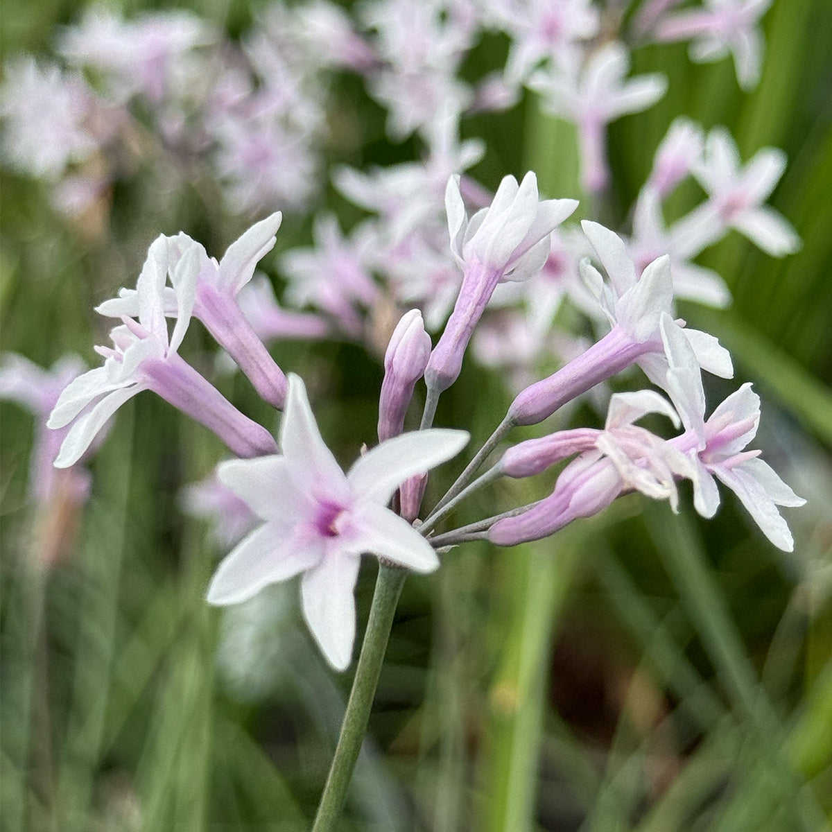 Tulbaghia violacea &