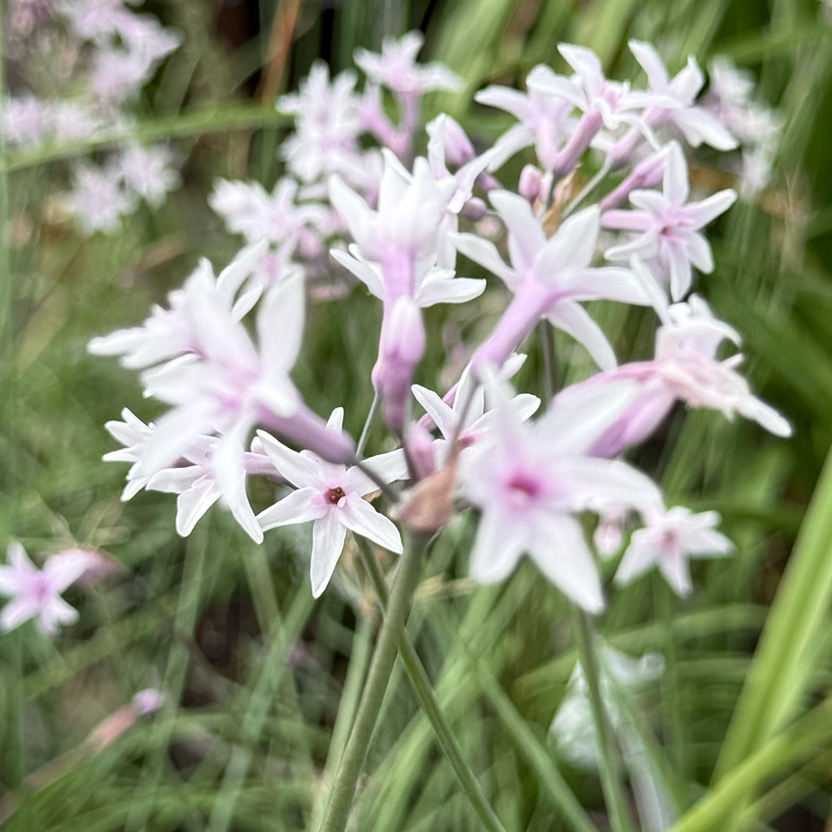 Tulbaghia violacea &