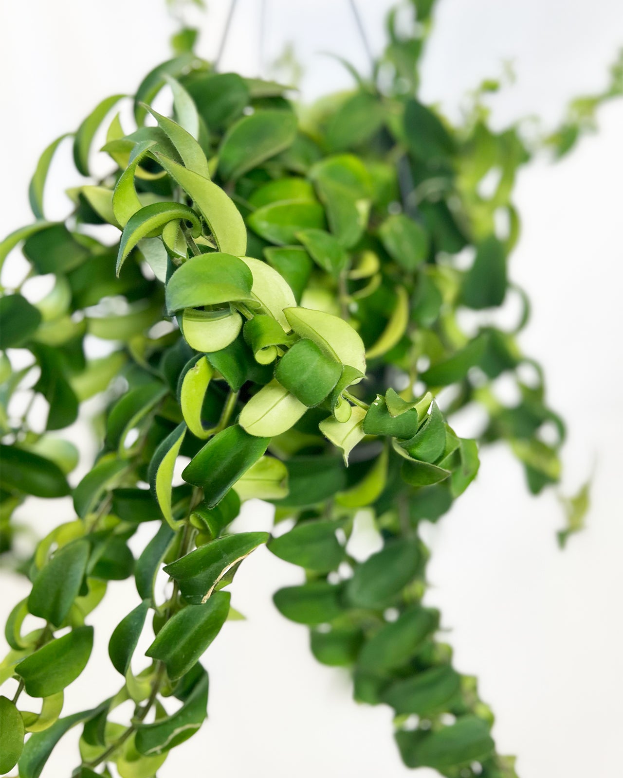 Twister Lipstick Plant
