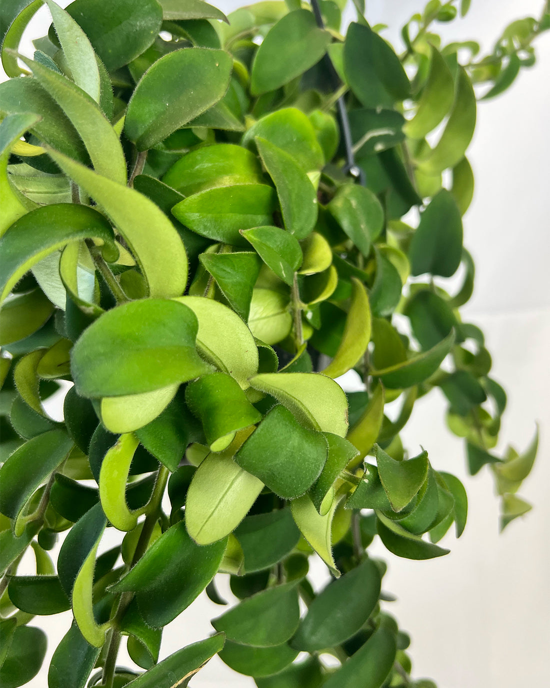Twister Lipstick Plant