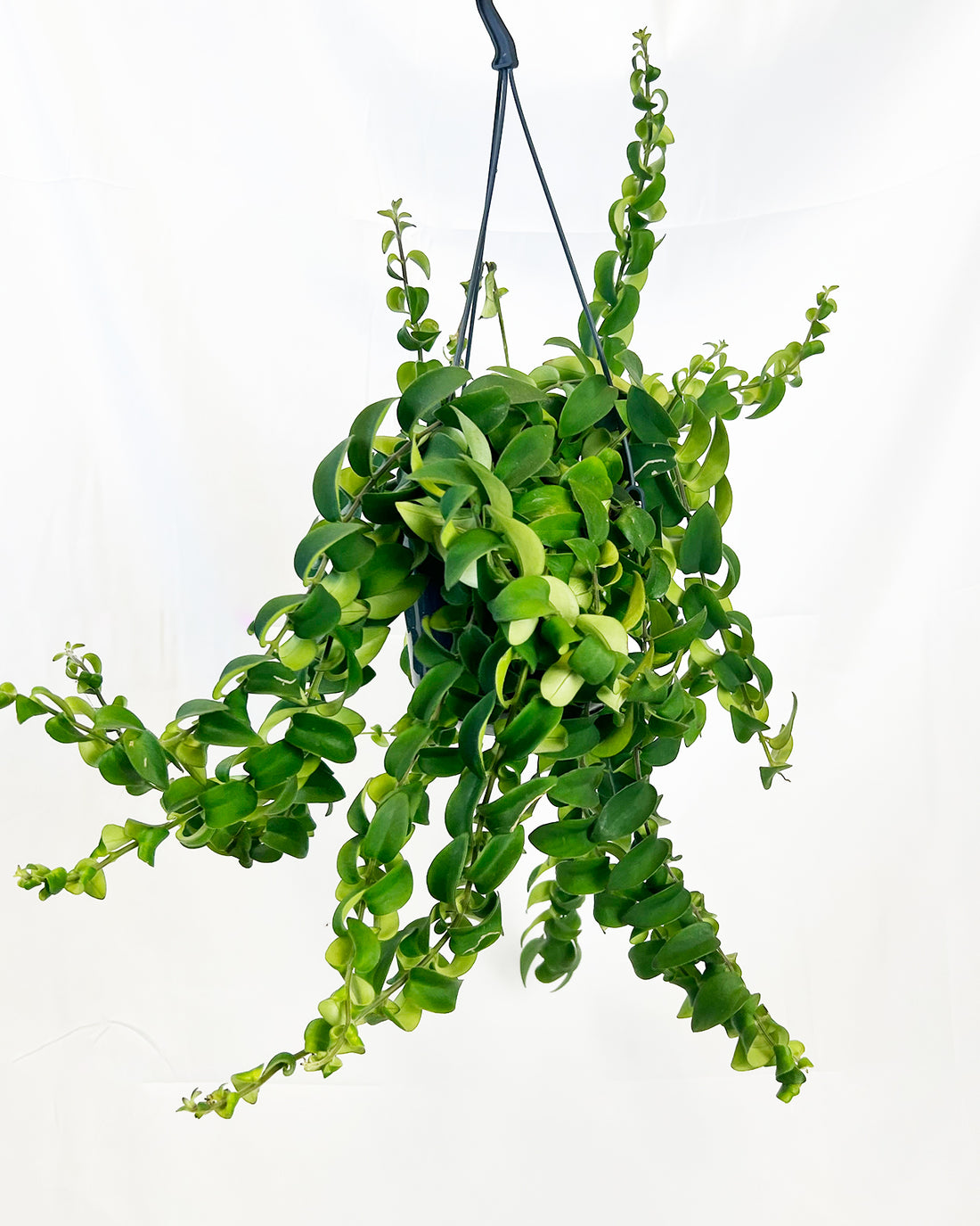 Twister Lipstick Plant