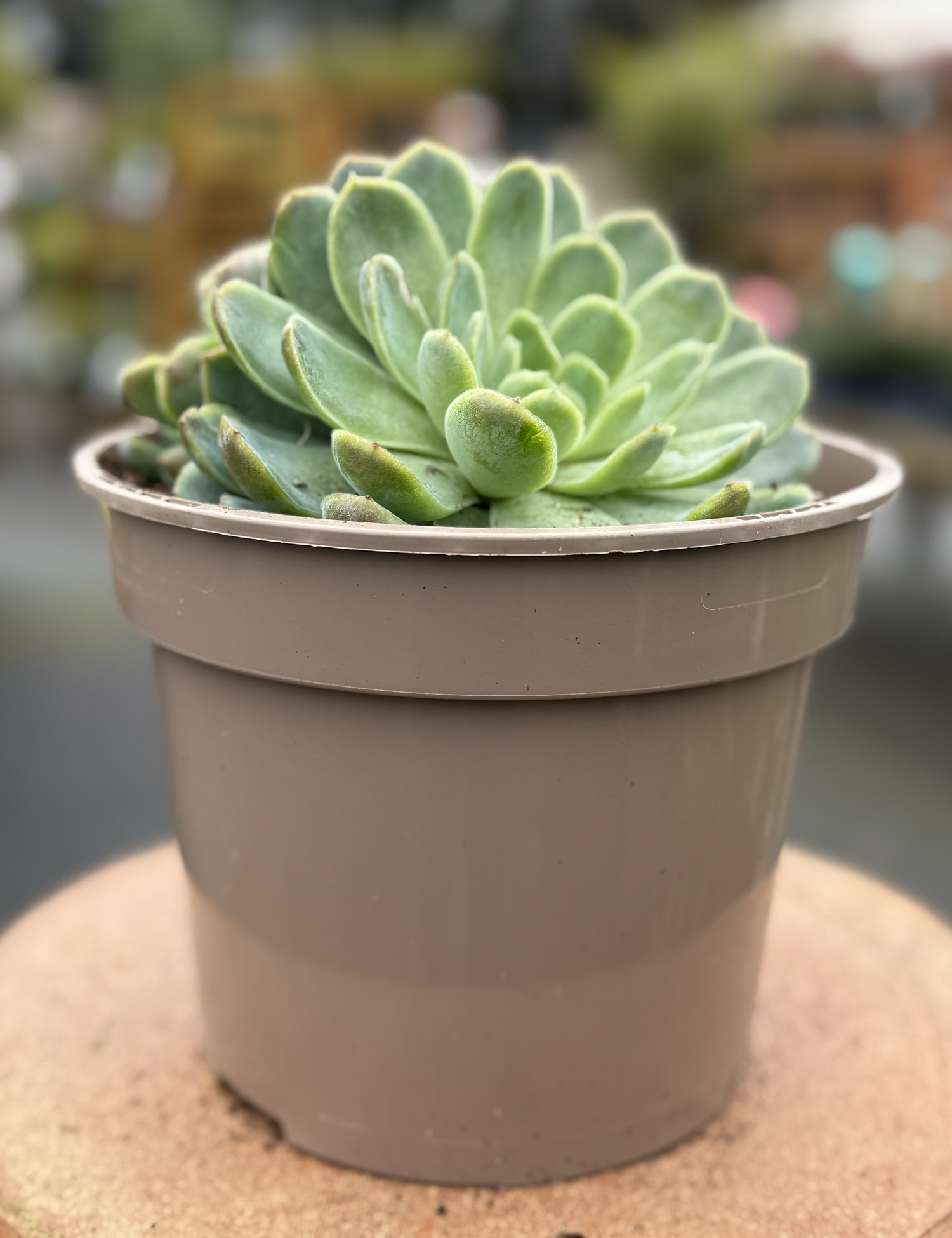 Echeveria elegans