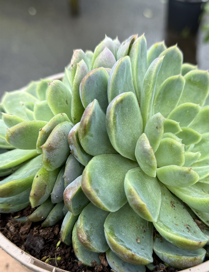 Echeveria elegans