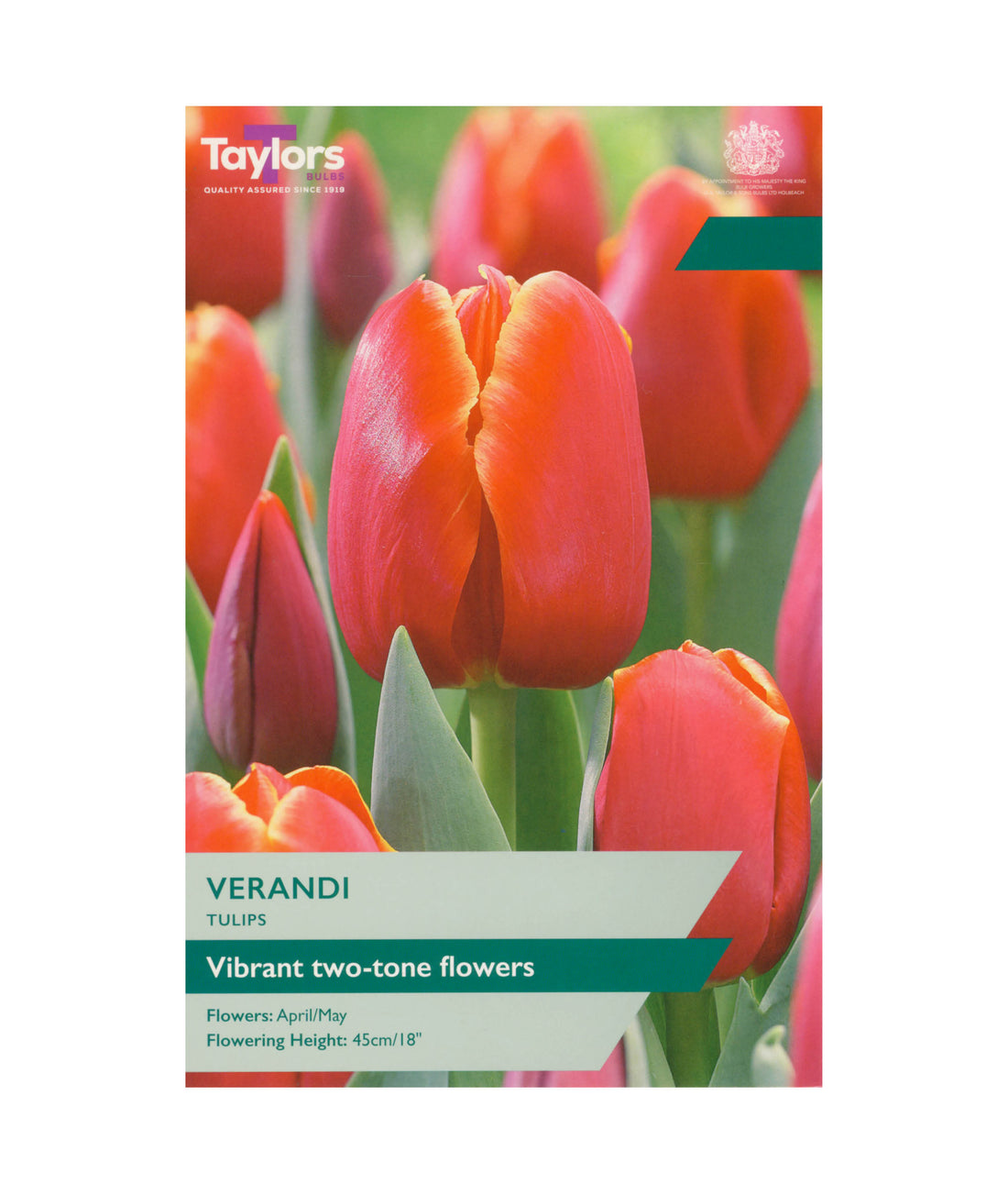 Tulip &