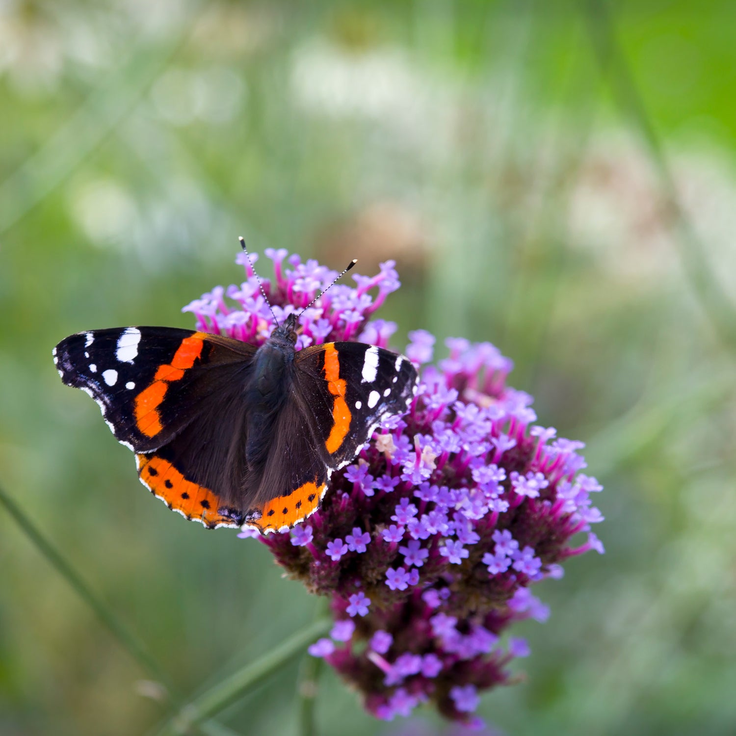Verbena bonariensis