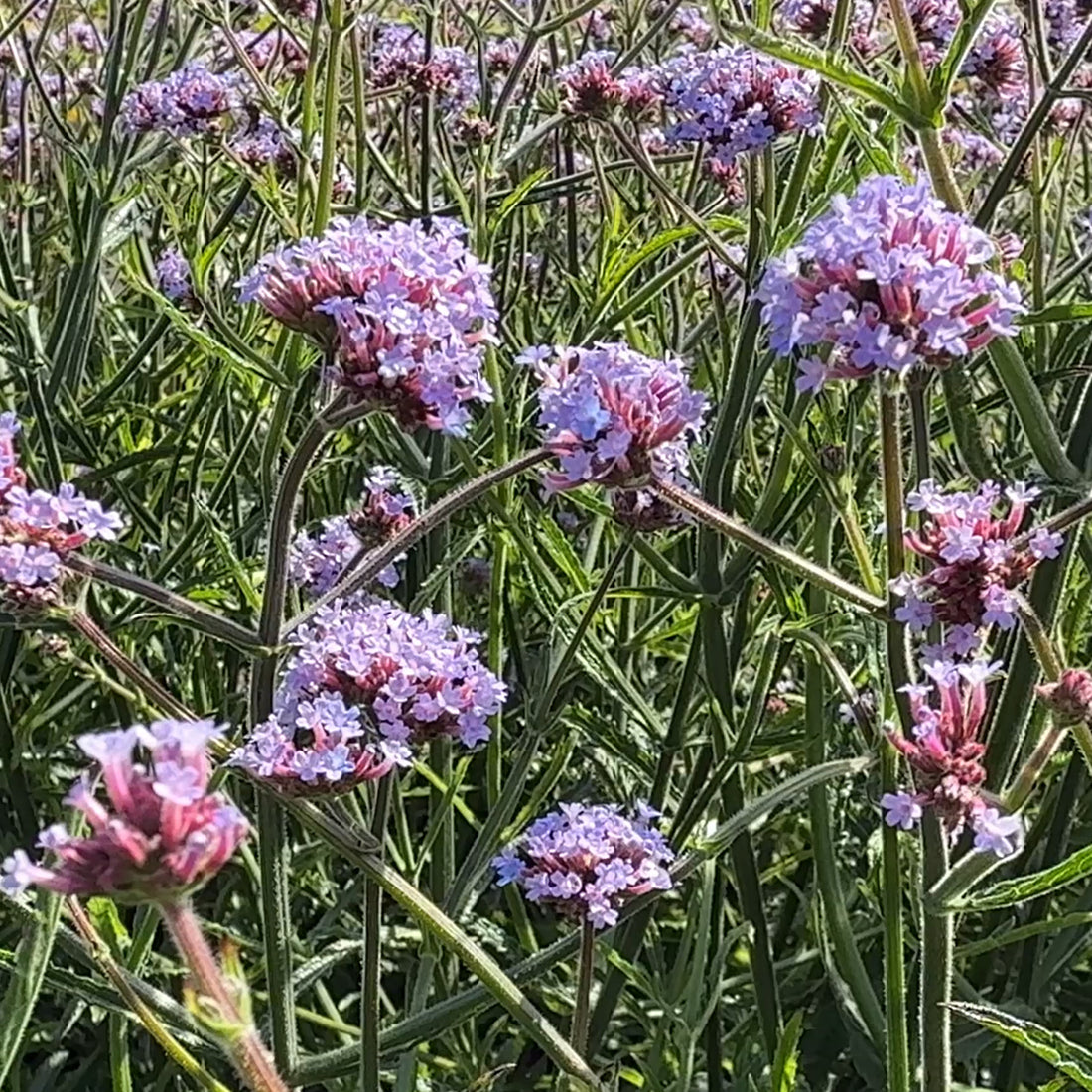 Verbena bonariensis &