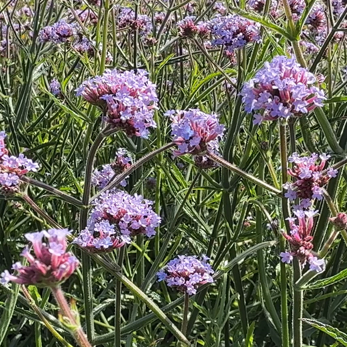 Verbena bonariensis &