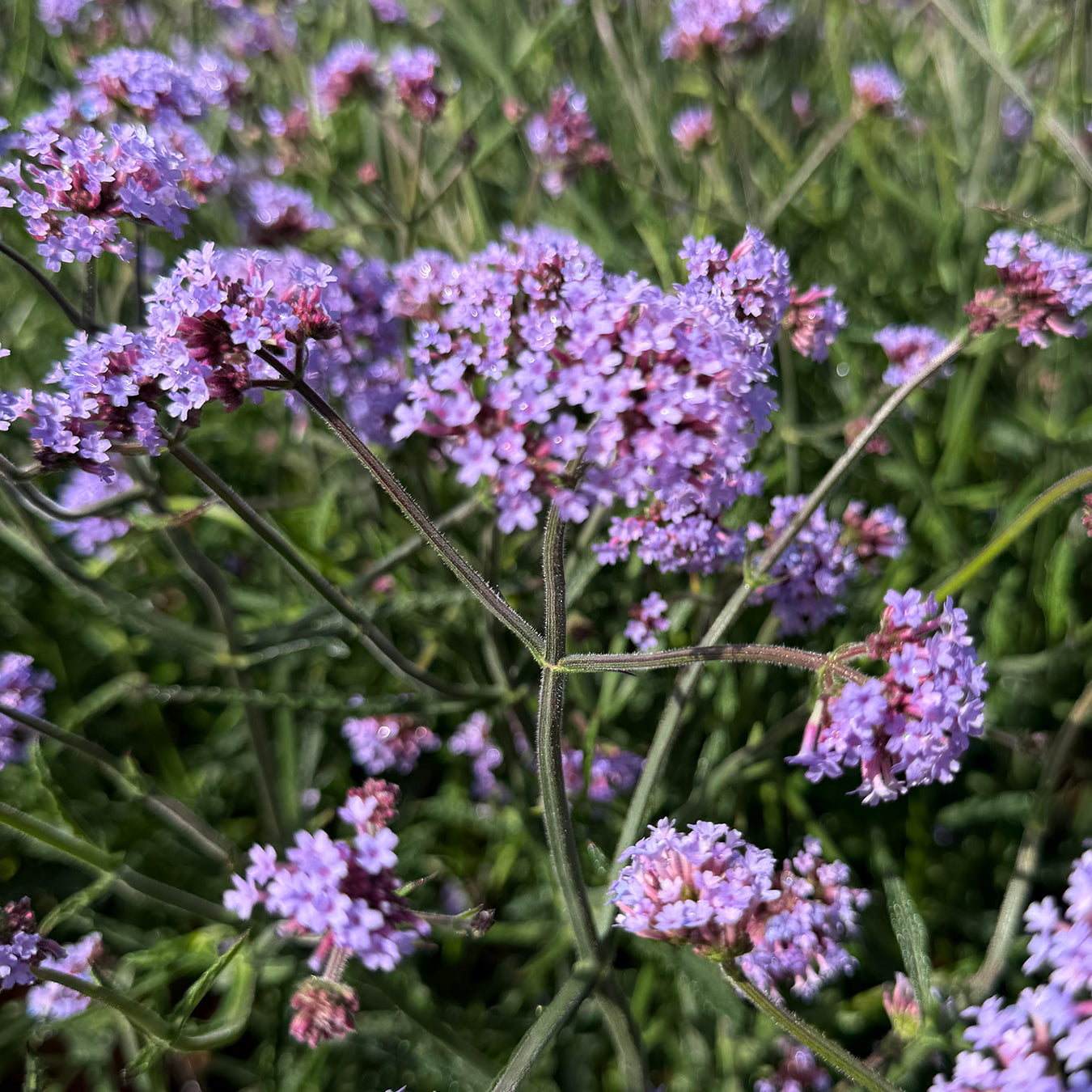 Verbena bonariensis &