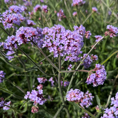 Verbena bonariensis &