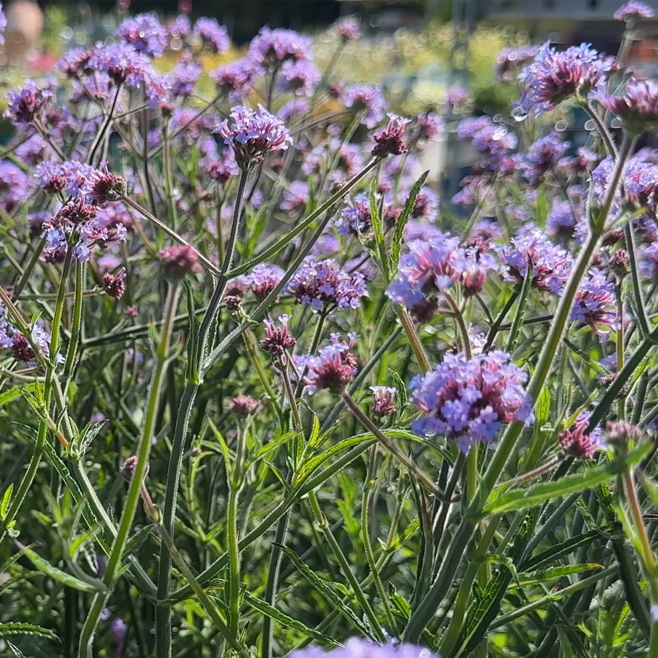 Verbena bonariensis &