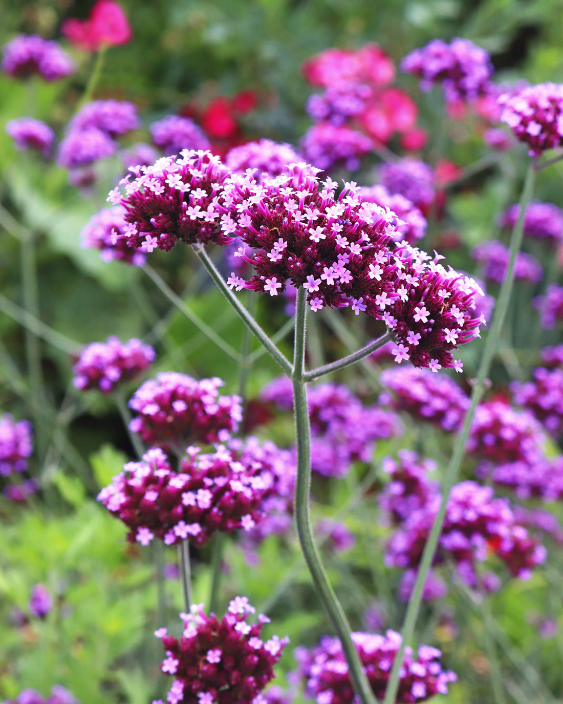 Verbena bonariensis