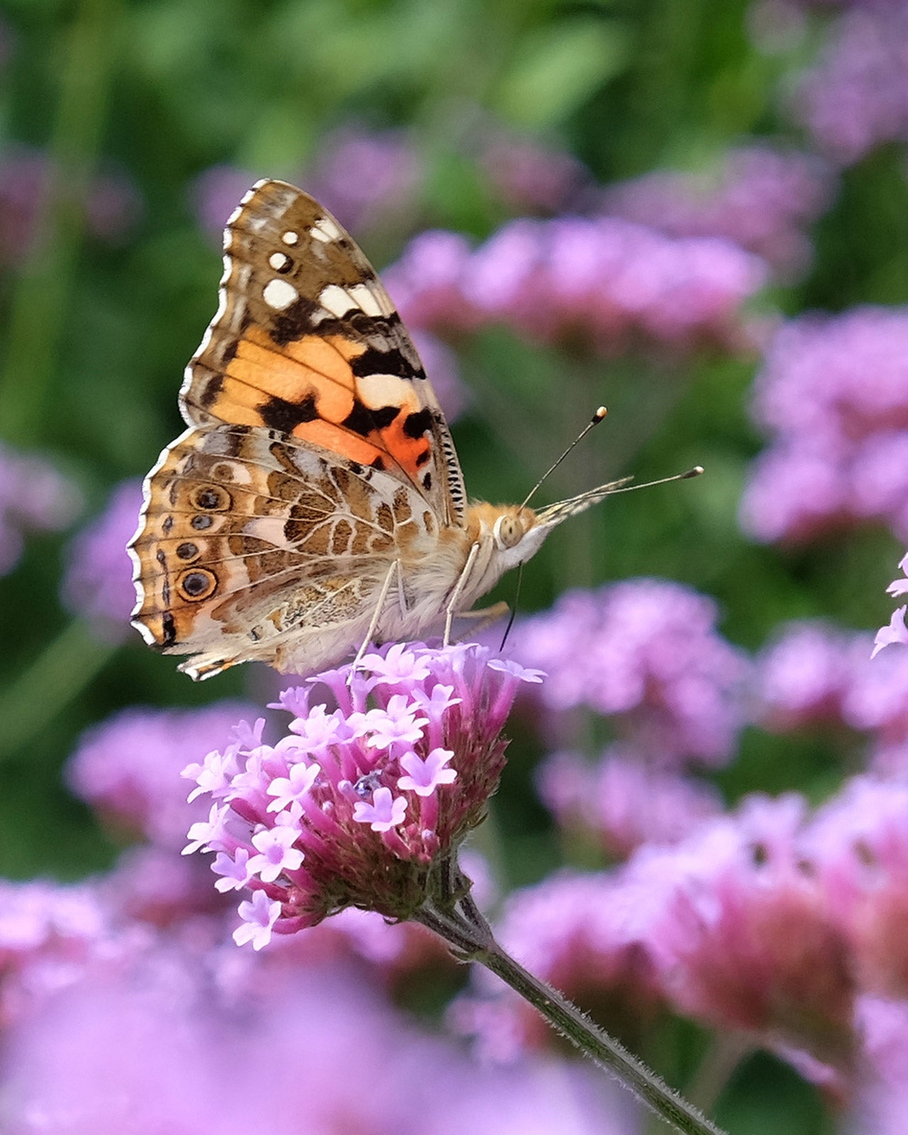 Verbena bonariensis