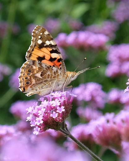 Verbena bonariensis