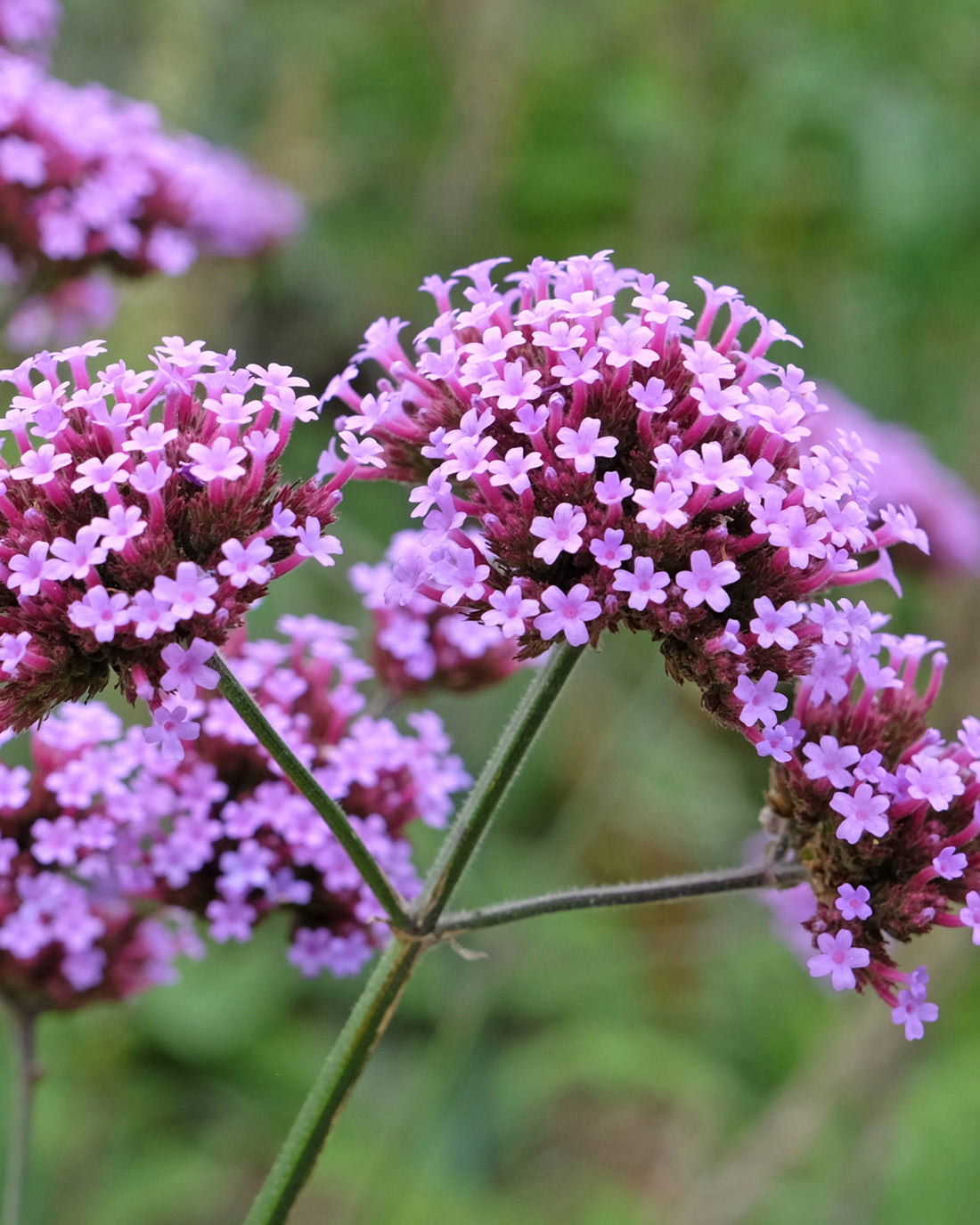 Verbena bonariensis &