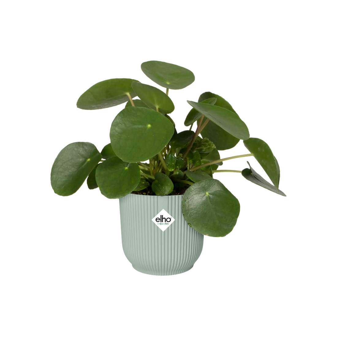 Vibes Fold Round 14 Sorbet Green Pot by Elho