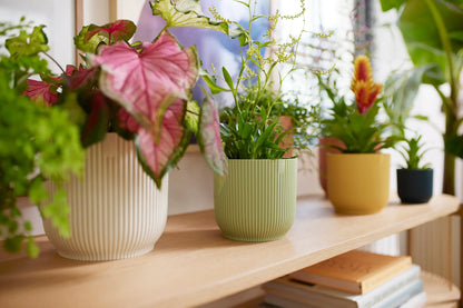 Vibes Fold Round 16cm Sorbet Green Pot by Elho