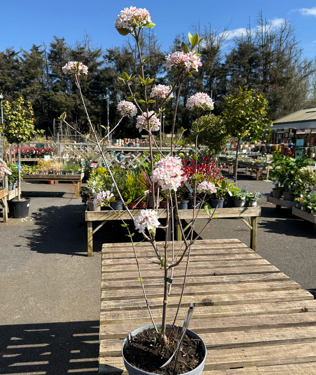Viburnum × burkwoodii