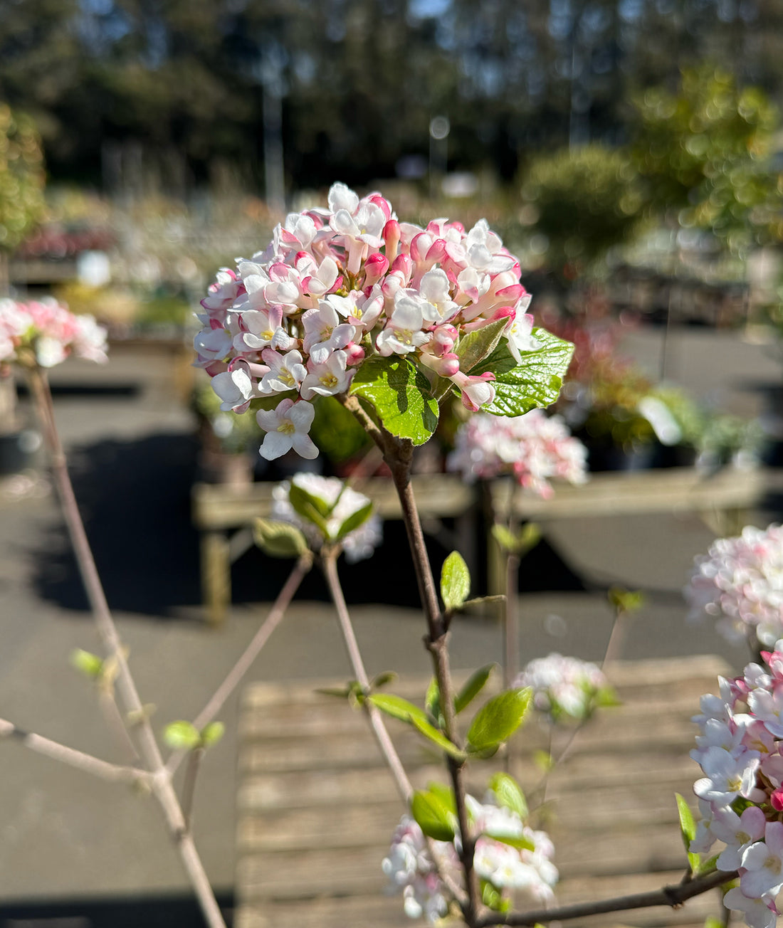 Viburnum × burkwoodii
