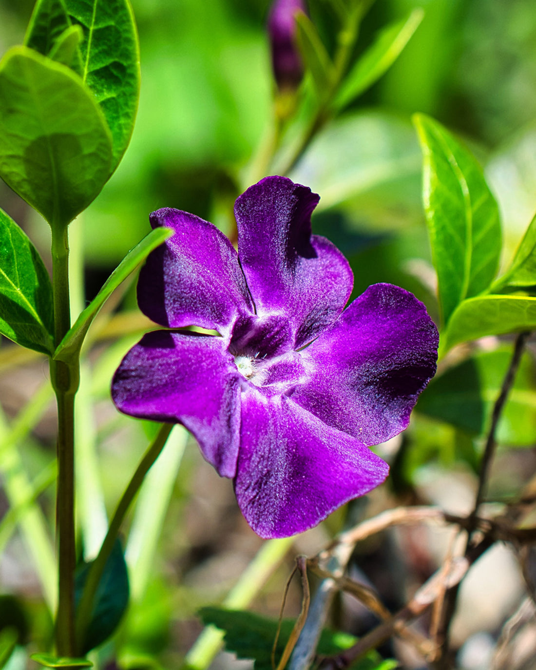 Vinca minor ‘Atropurpurea’