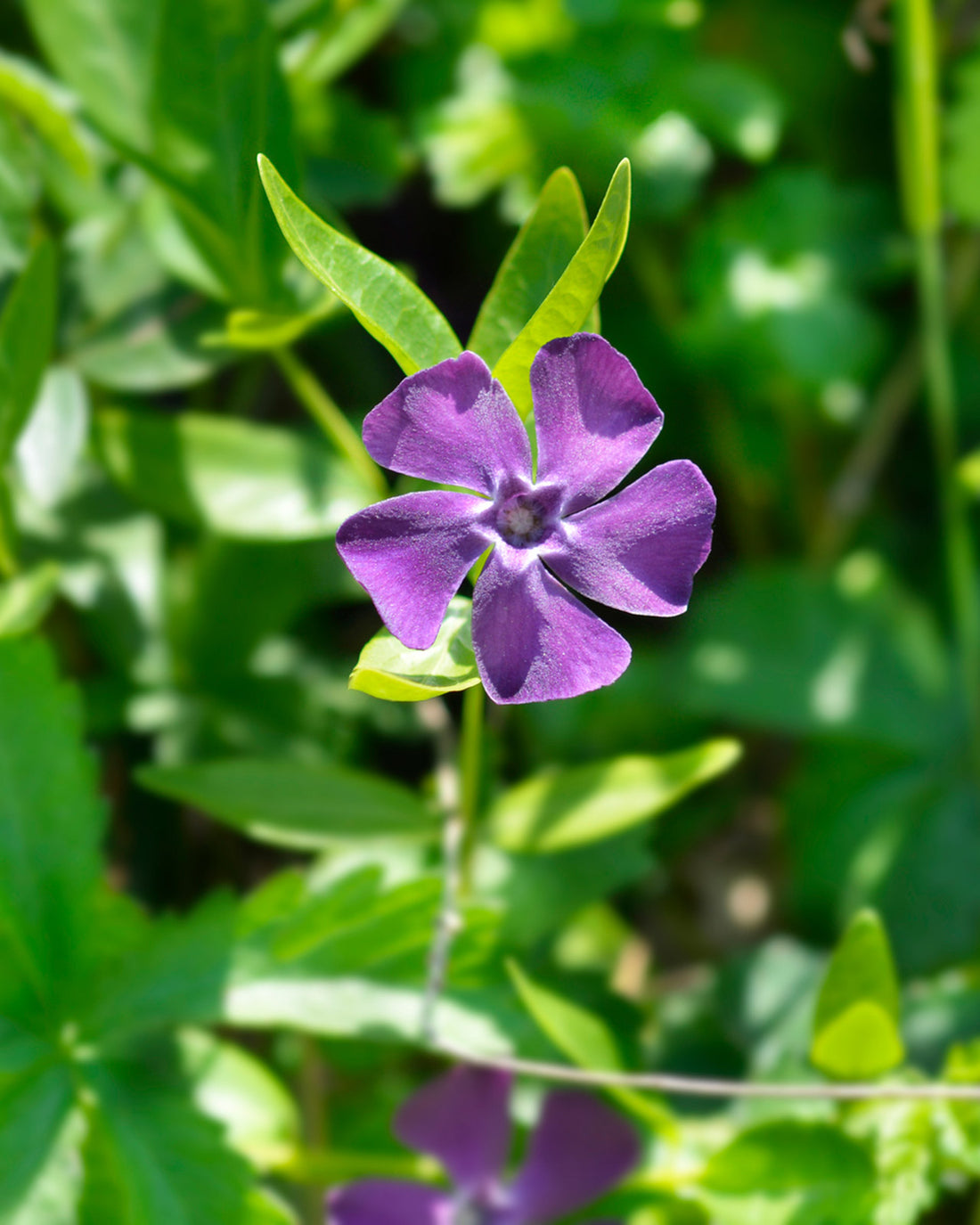 Vinca minor ‘Atropurpurea’