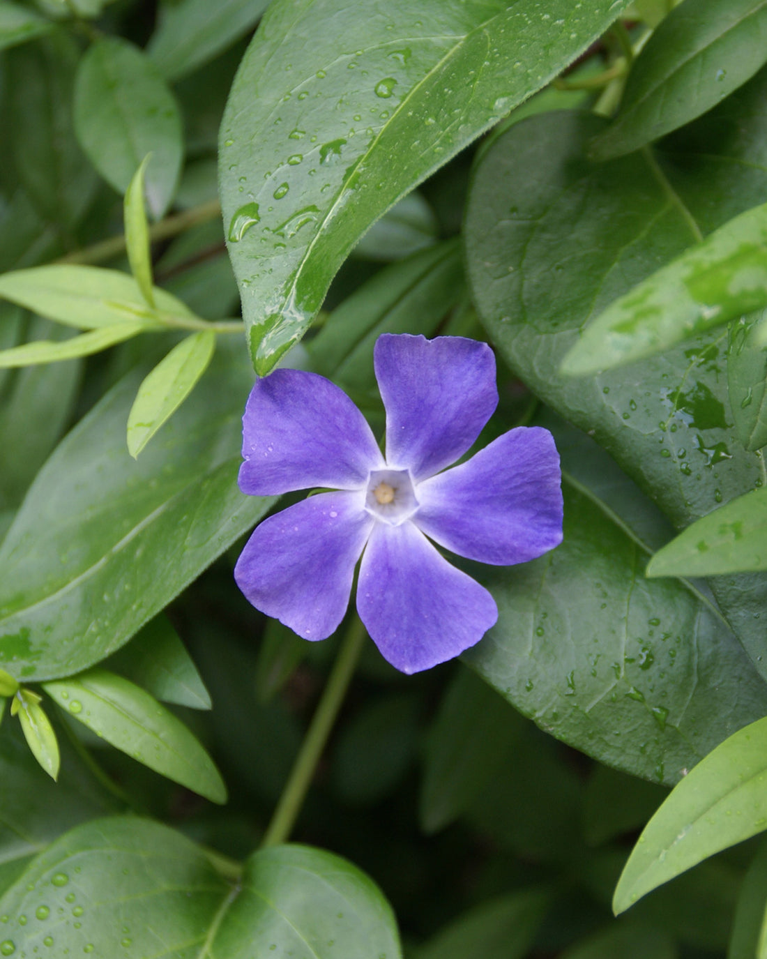 Vinca minor ‘Illumination’