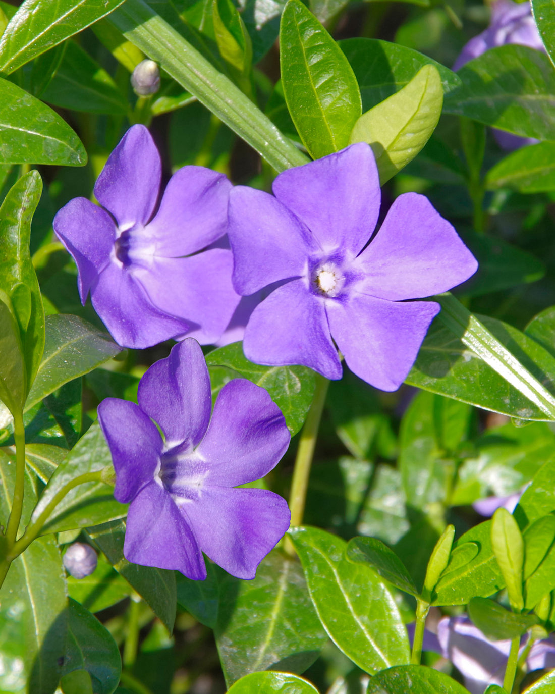 Vinca minor ‘Illumination’