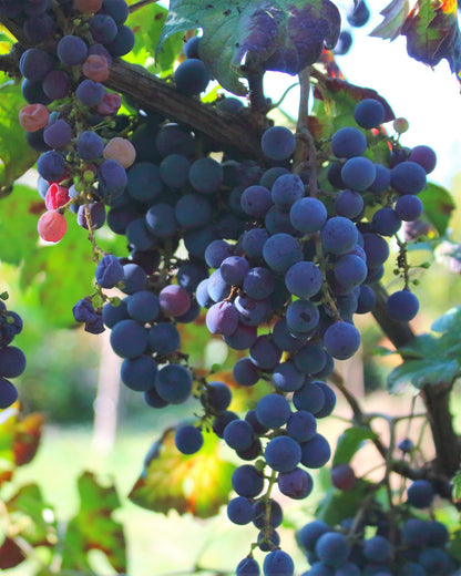 Vitis vinifera &