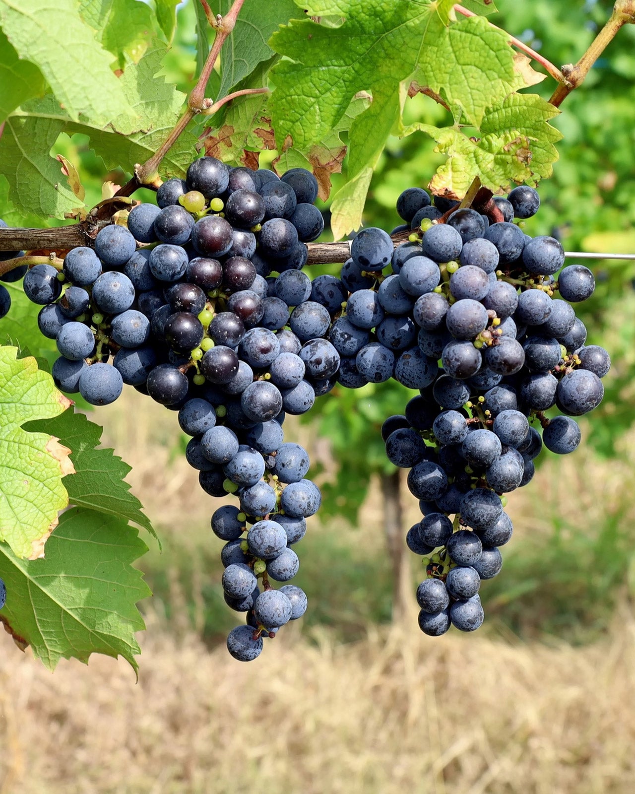 Vitis vinifera &