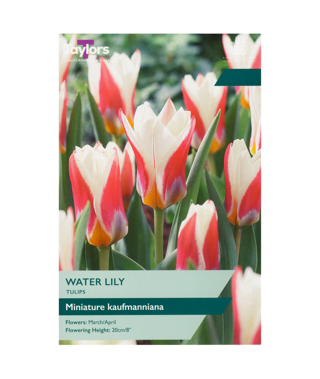 Tulip &
