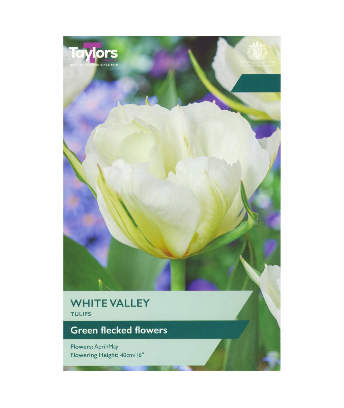Tulip &