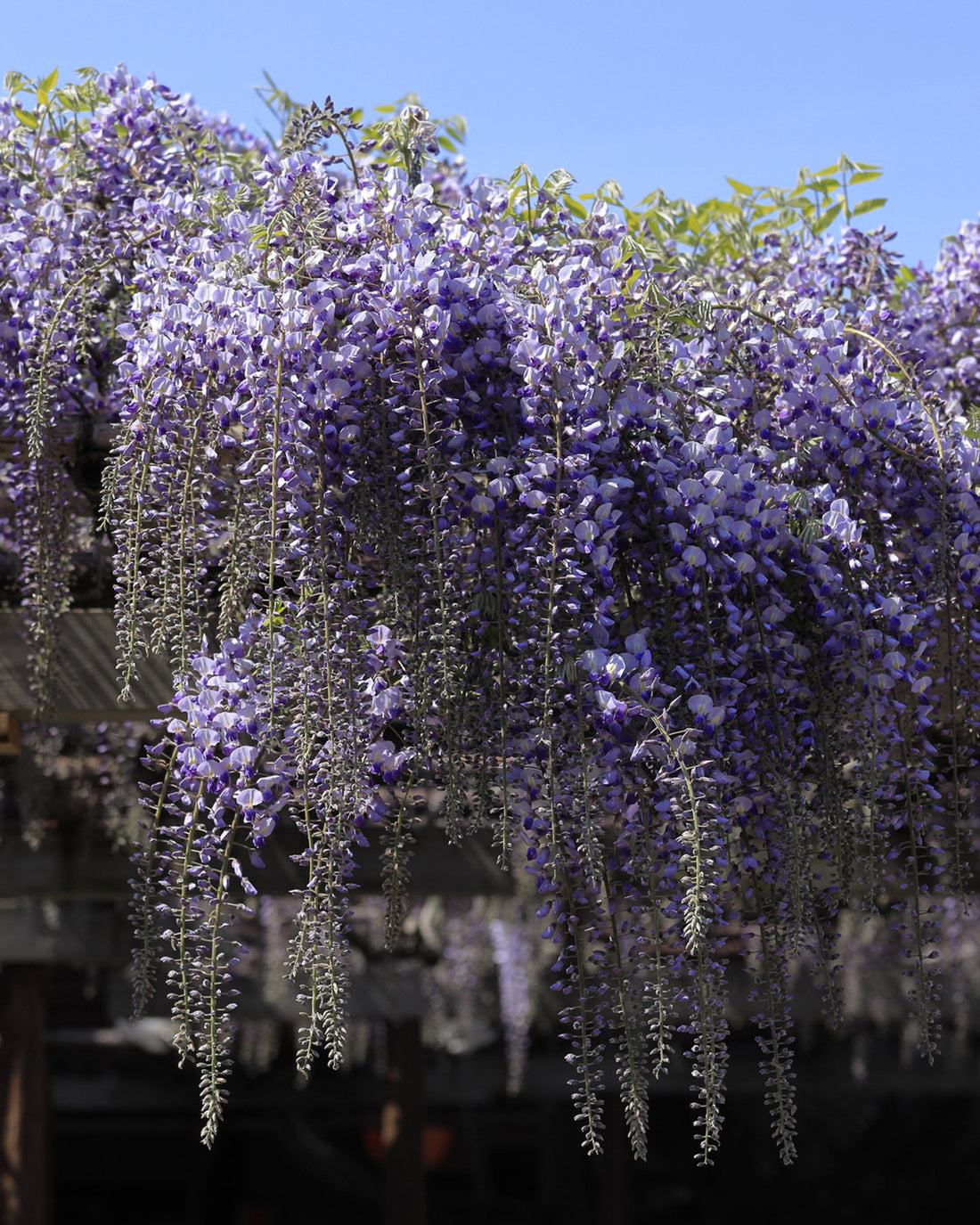 Wisteria floribunda ‘Black Dragon’