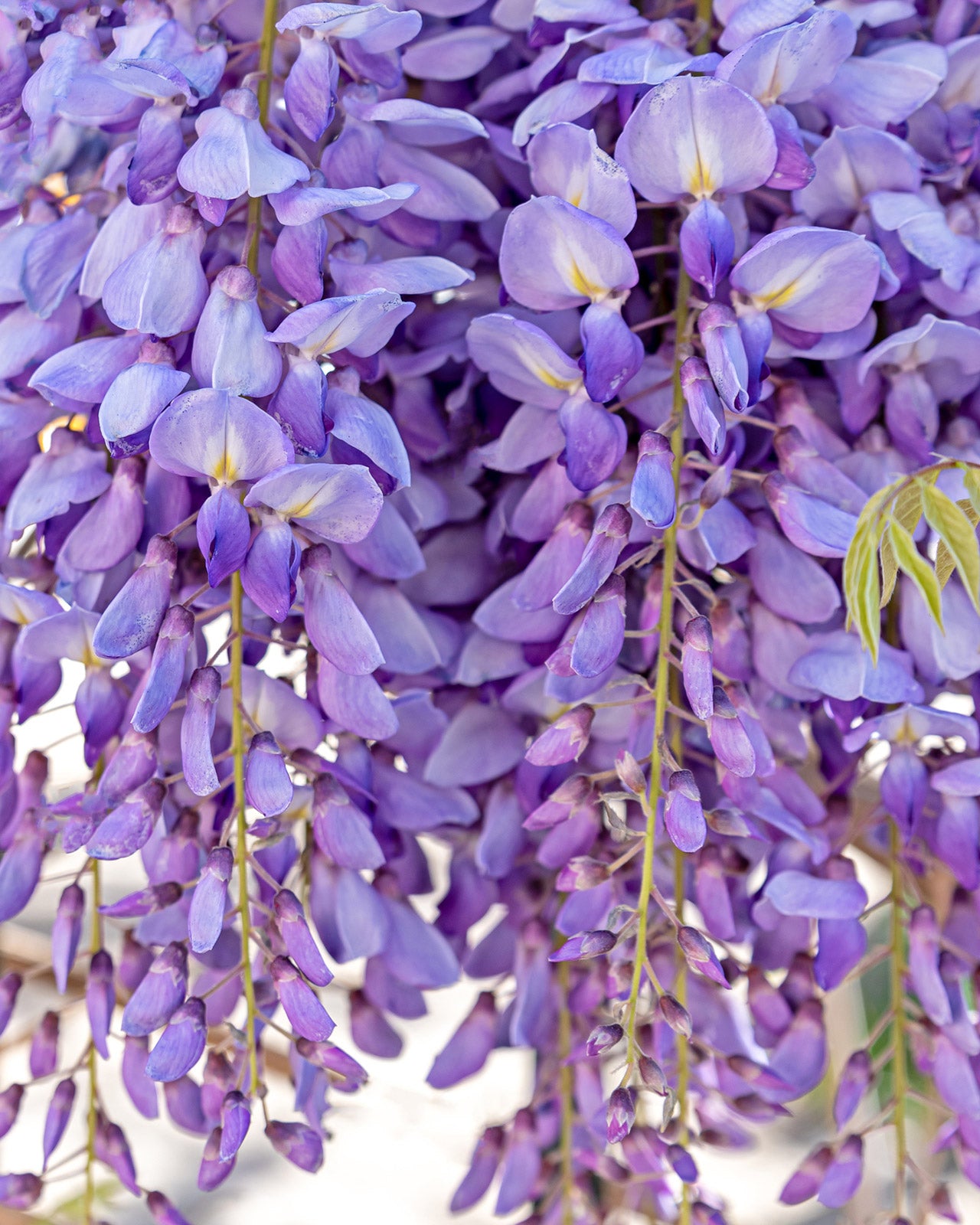 Wisteria sinensis ‘Prolific’