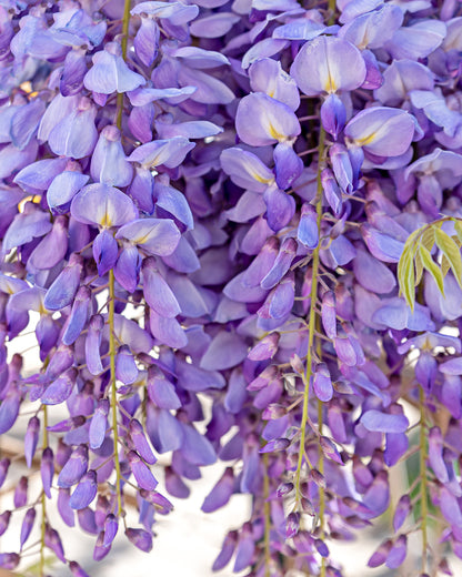 Wisteria sinensis ‘Prolific’