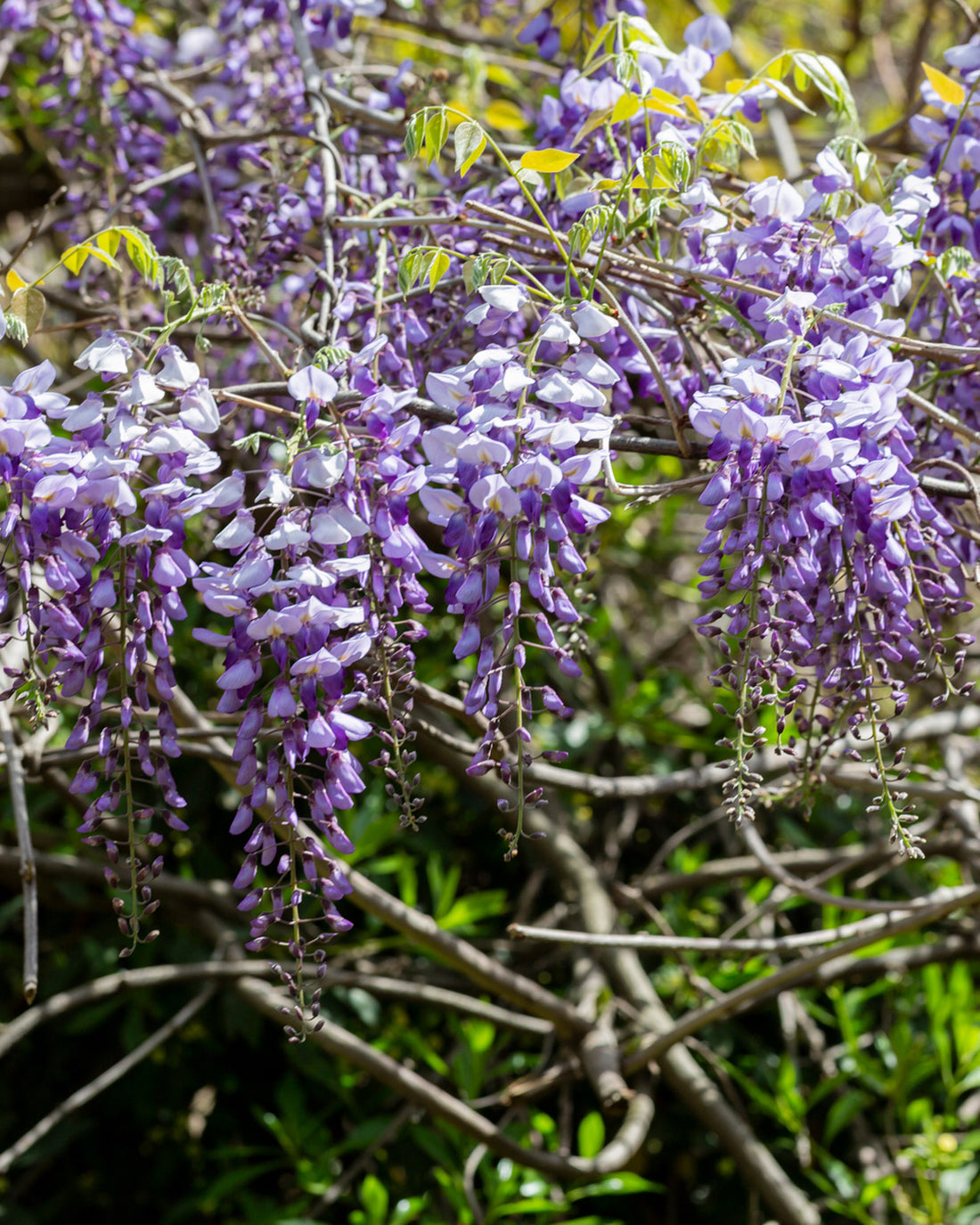 Wisteria sinensis ‘Prolific’
