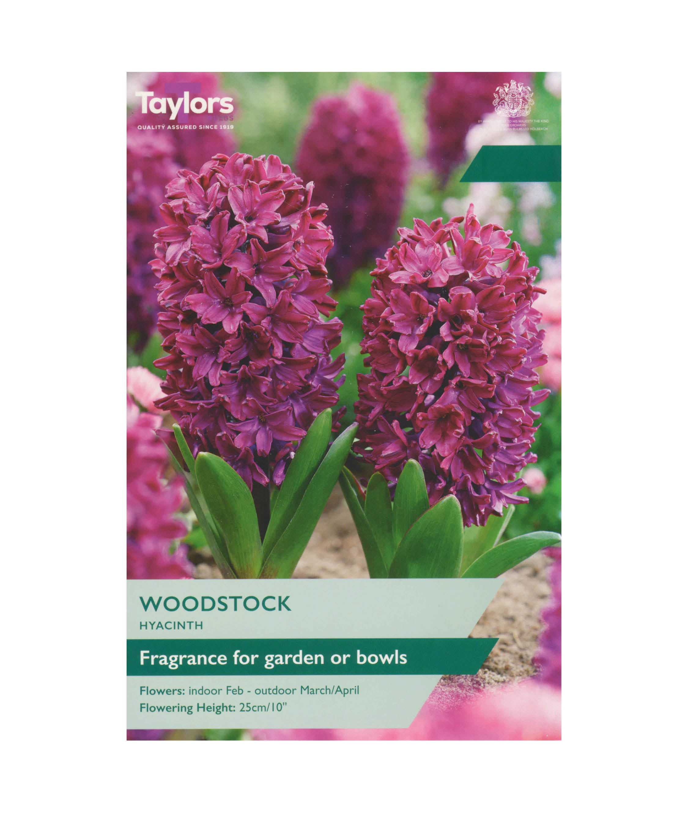 Hyacinth &