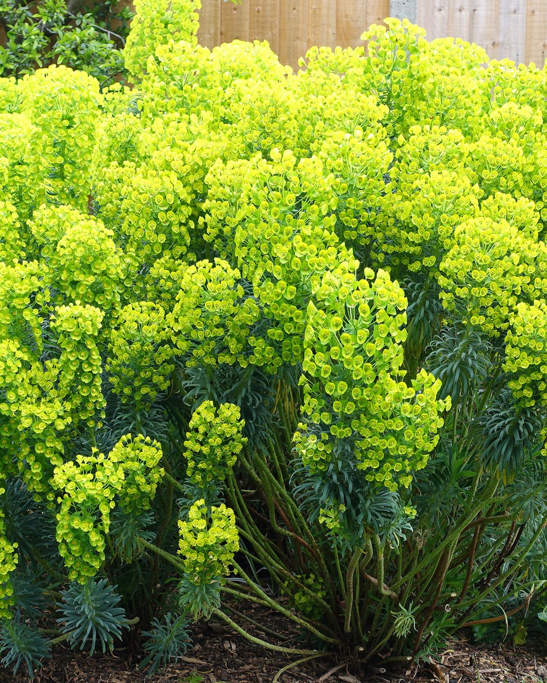 Euphorbia characias subsp. wulfenii