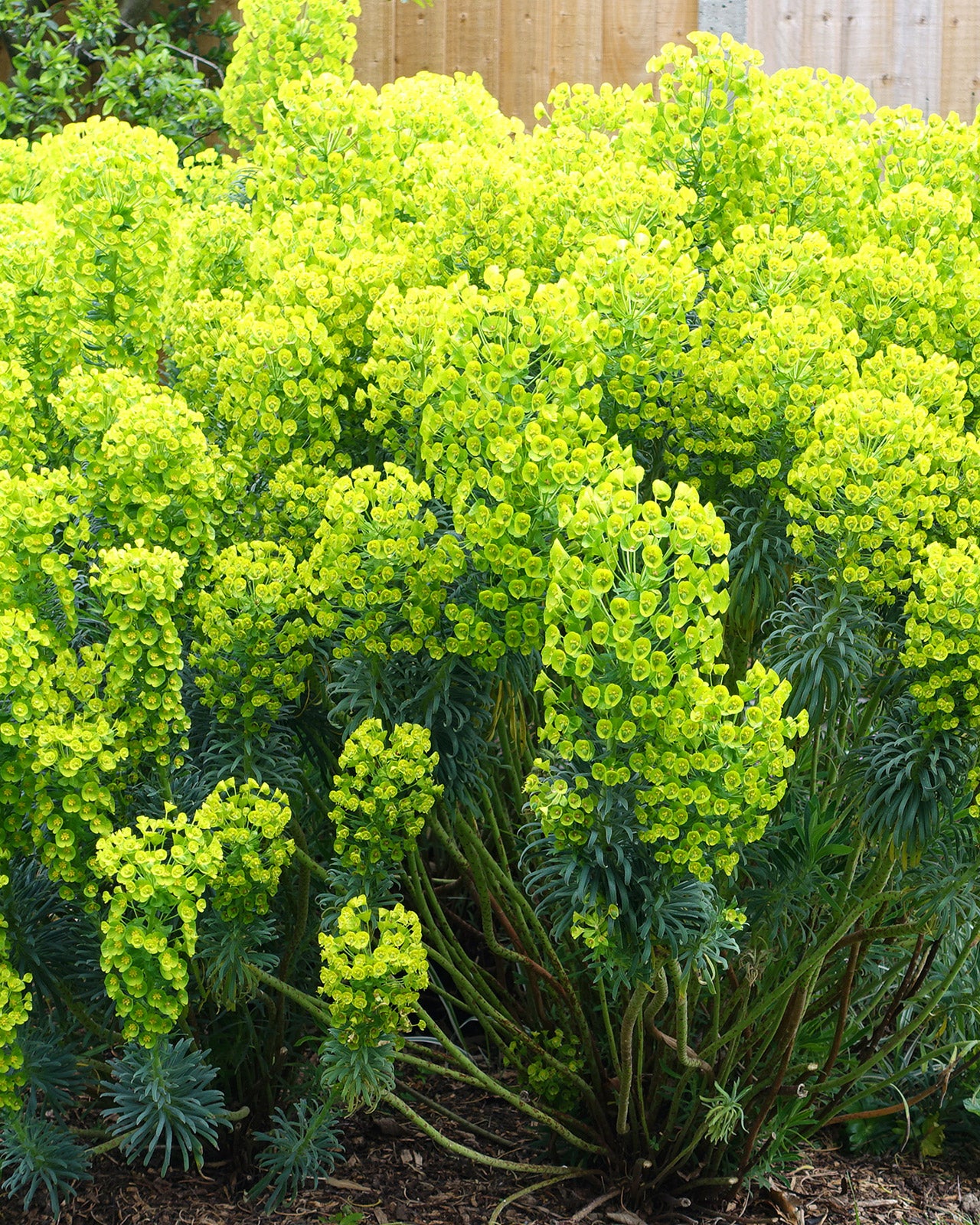 Euphorbia characias subsp. wulfenii