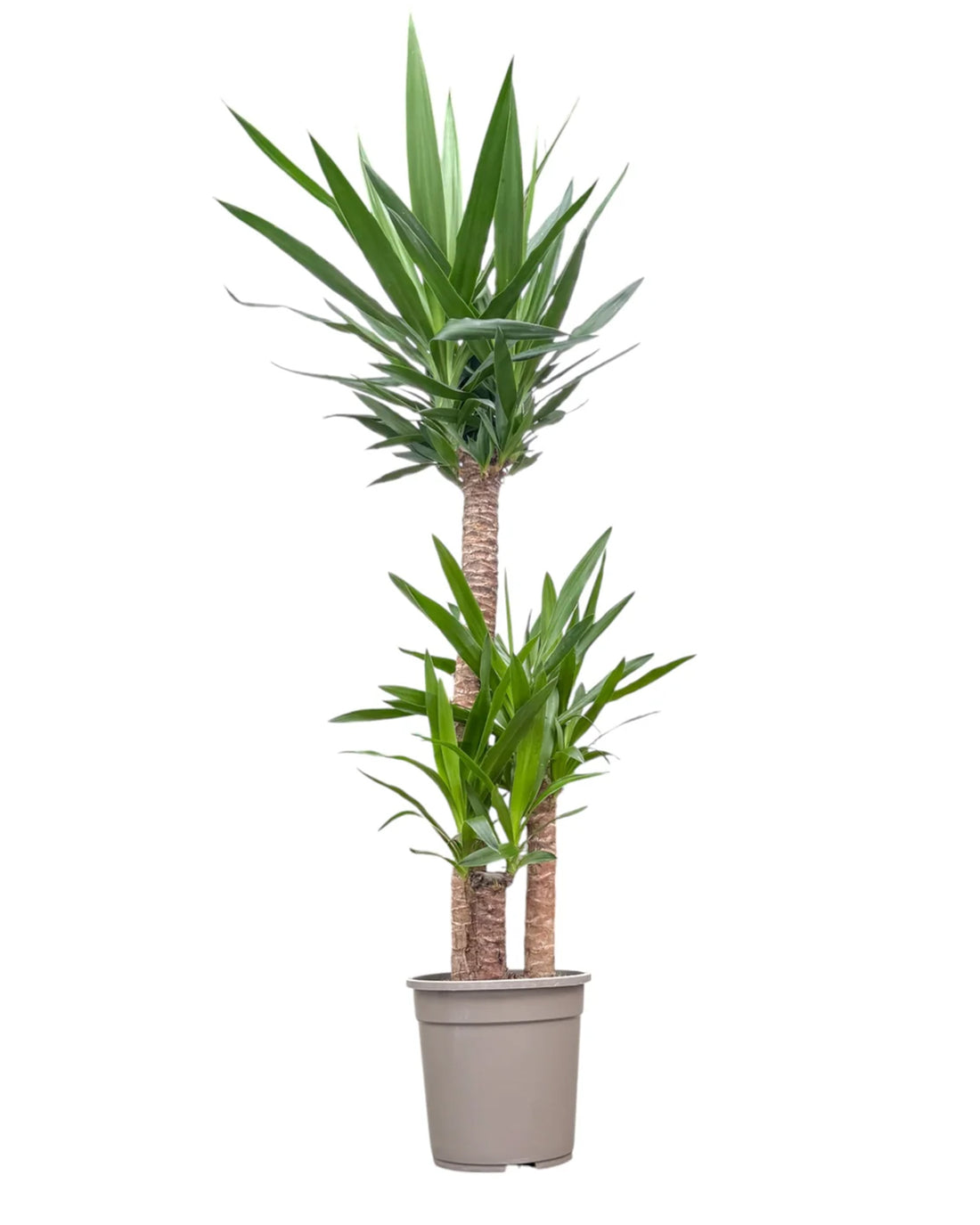 Spineless Yucca - 24cm pot