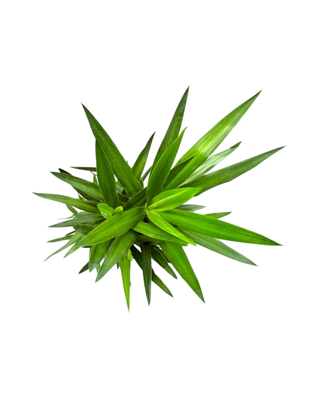 Spineless Yucca - 24cm pot