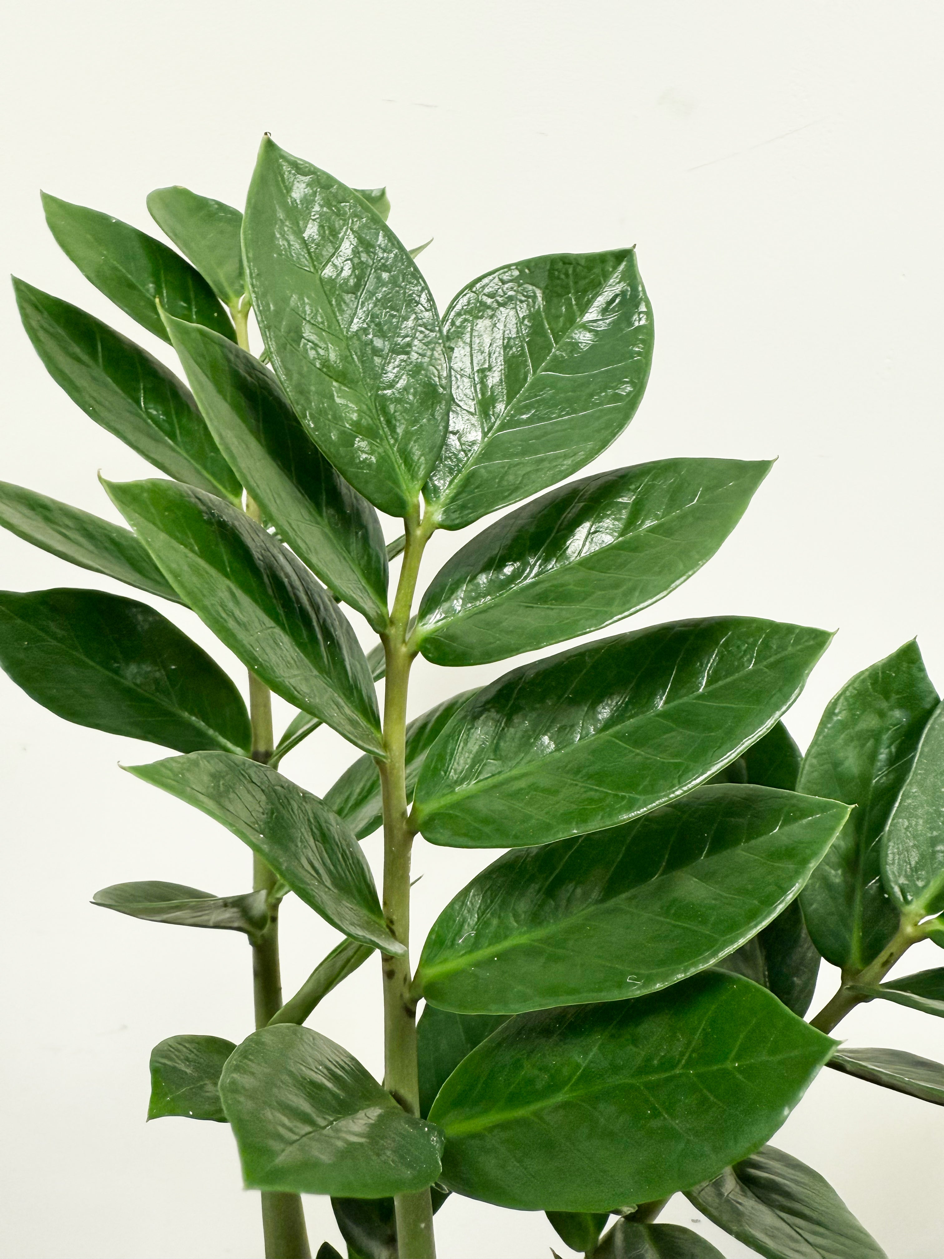 buy zz plant uk Zamioculcas ZZ Plant