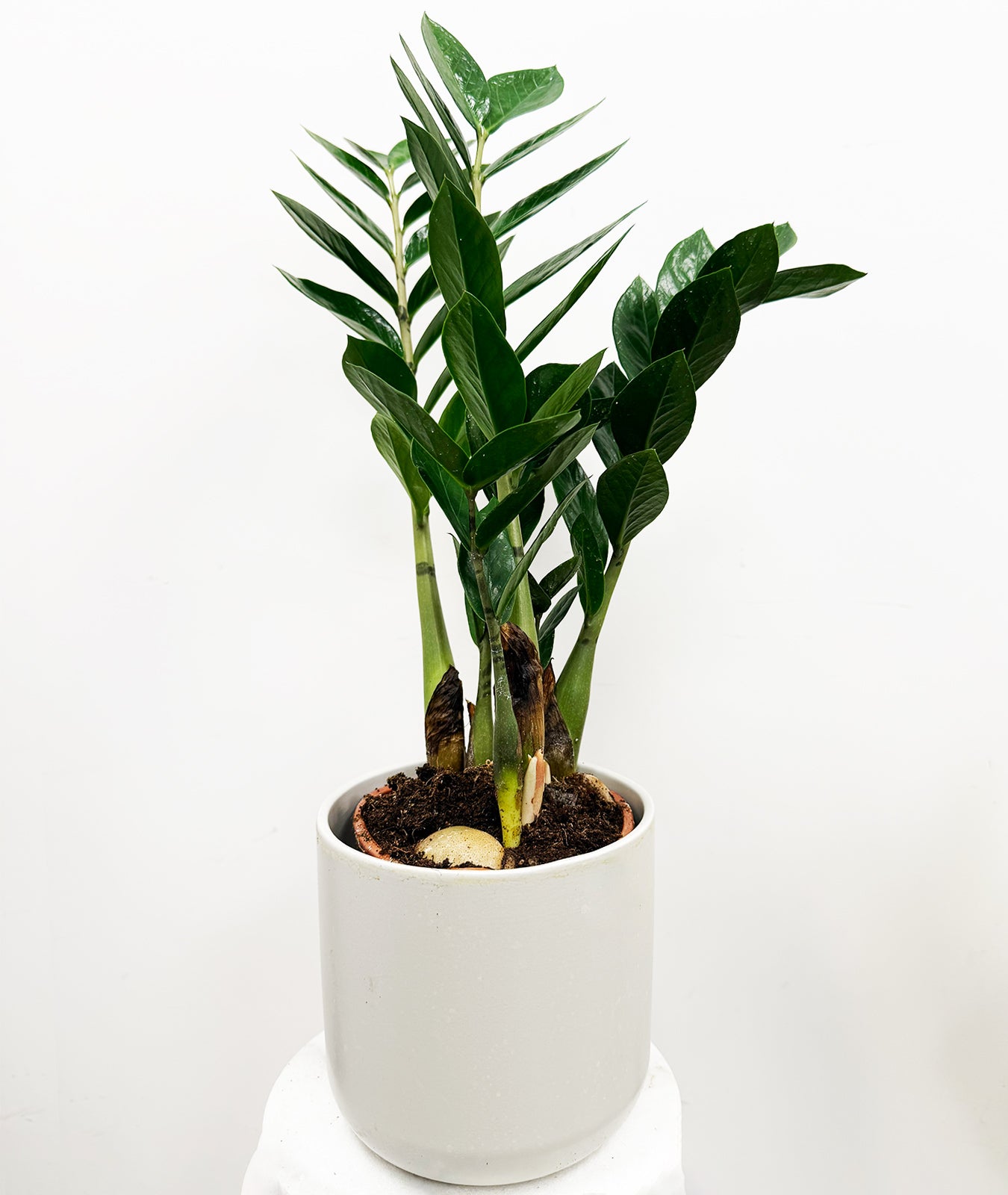 Zamioculcas ZZ Plant