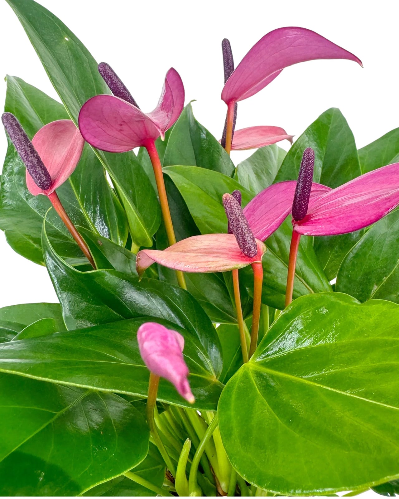 Anthurium Zizou